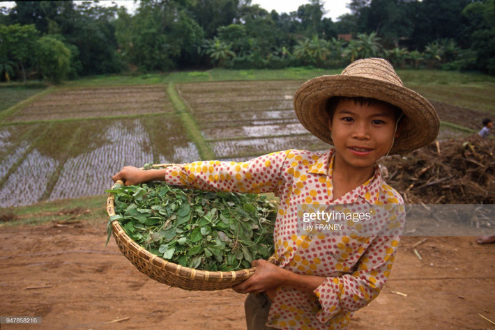 Chú bé và rổ rau vừa hái.
