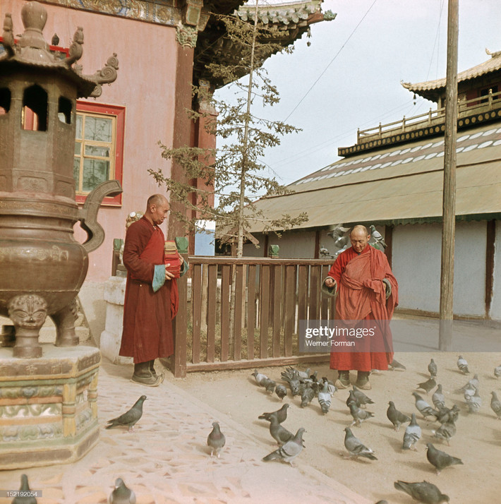 Vị Lạt ma cho chim bồ câu ăn tại sân tu viện.