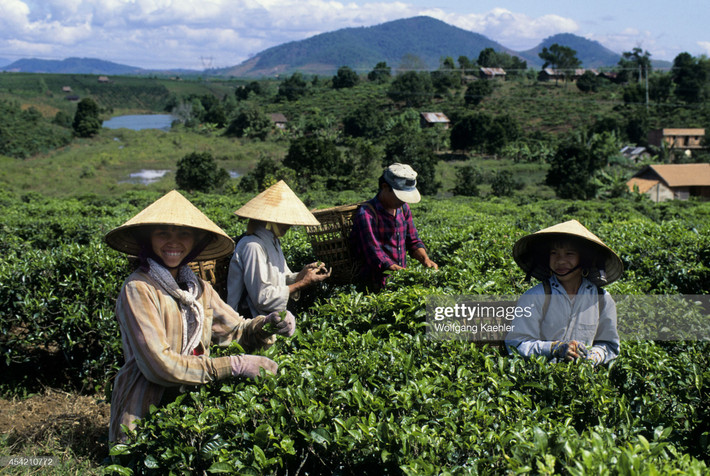 Nông dân hái chè trên một đồi chè gần Bảo Lộc, Lâm Đồng.