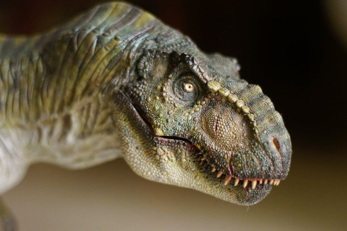 Họ xác định rằng loài T-rex có khứu giác phát triển lạ thường, vì các hành khứu giác còn lớn hơn cả đại não, trung tâm tư duy của não bộ. Điều này cho thấy chúng có thể là loài chuyên ăn xác thối, với khả năng ngửi thấy mùi tử thi từ rất xa.