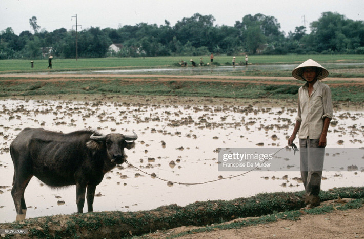 Người nông dân và chú trâu.