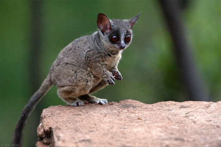 Vượn thỏ Senegal (Galago senegalensis) dài 12-20 cm, phân bố rộng ở các vùng rừng xavan khô hạn Trung Phi và một số vùng ở Đông Phi. Chúng rửa tay bằng nước tiểu để bám chắc hơn và lưu dấu trên đường di chuyển.