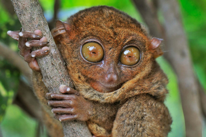 Trố mắt Horsefield (Tarsius bancanus) dài 8-17 cm, phân bố ở rừng mưa nhiệt đới trên các đảo Sumatra và Borneo. Loài này thích nghi với việc bám và nhảy từ thân cây này sang thân cây khác.