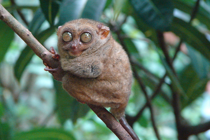 Trố mắt Philippines (Tarsius syrichta) dài 8-16 cm, là loài động vật đặc hữu ở một số sinh cảnh rừng mưa và cây bụi Philippines. Loài linh trưởng này có đôi mắt lớn nhất so với kích thước cơ thể trong tất cả các loài thú.