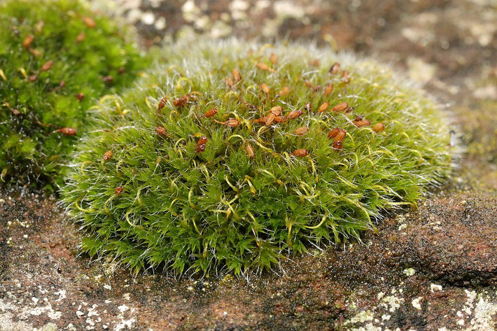 Rêu sợi tía (Grimmia pulvinata) phân bố rộng, thường mọc trên đá, mái nhà và tường. Đầu lá của loài rêu này có lông dài màu bạc. Nang bào từ mọc trên cuống cong.