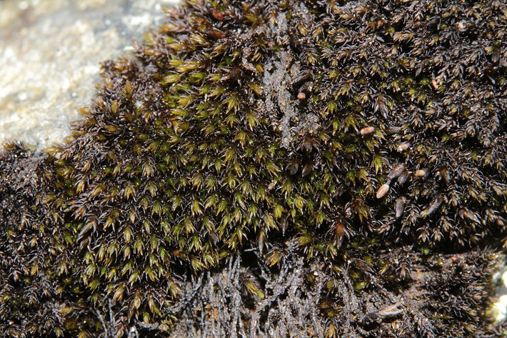 Rêu đá đen (Andreaea rupestris) phân bố rộng trên các ngọn núi, thường mọc trên các phiến đá trọc. Không giống hầu hết các loài rêu khác, loài rêu sẫm màu này giải phóng bào tử qua bốn khe cực nhỏ ở nang.