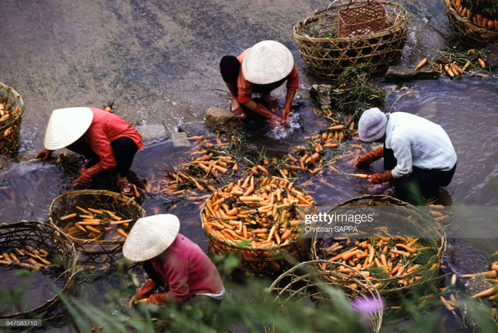 Những người nông dân Đà Lạt rửa cà rốt sau khi thu hoạch.