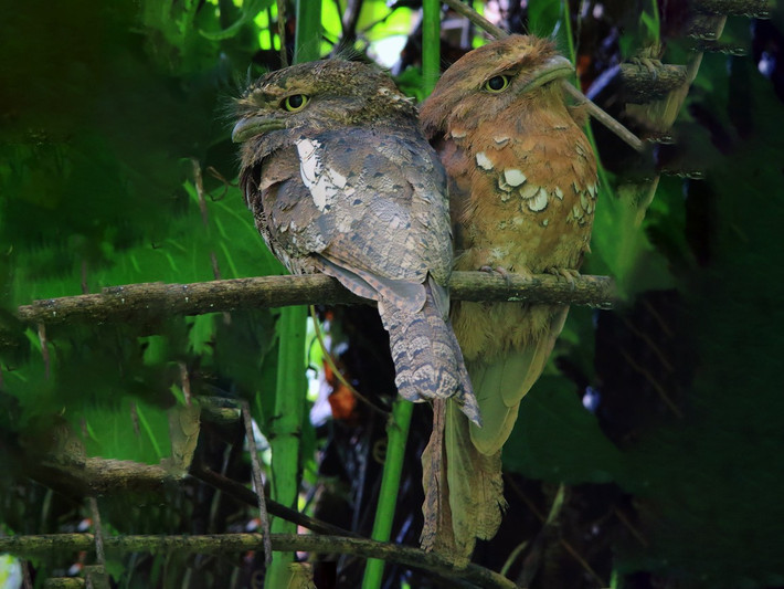 Cú muỗi mỏ rộng (Batrachostomus javenis) dài 23-24 cm, là loài định cư không phổ biến tại Nam Bộ. Sinh cảnh của loài chim này là rừng lá rộng thường xanh, rừng hỗn giao, bìa rừng, rừng thứ sinh. Ảnh: eBird.