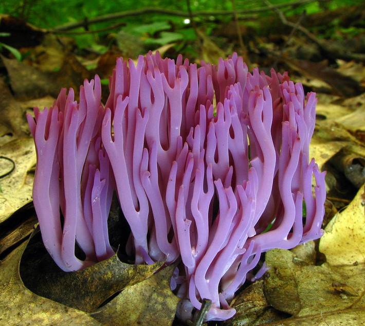 Nấm san hô tím (Clavaria zollingeri) dài 4-8 cm, mọc ở các đồng cỏ và rừng có rêu ở lục địa Á - Âu và Bắc Mỹ. Loài nấm hiếm này có nhiều nhánh giống san hô màu tím.