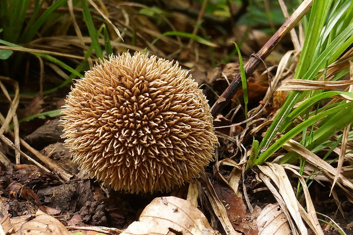 Nấm bọc gai (Lycoperdon echinatum) cao 1-3 cm, sống trong rừng sồi ở lục địa Á - Âu và Bắc Mỹ.. Chúng có nhiều đám gai dài chụm lại ở đầu mút và các bào tử màu nâu tía.
