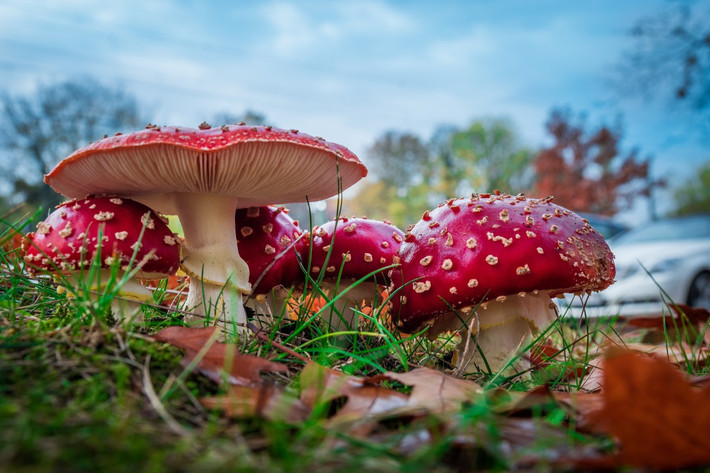 Nấm diệt ruồi (Amanita muscaria) cao 6-15 cm, phổ biến ở lục địa Á - Âu và Bắc Mỹ. Loài nấm rất nổi tiếng này mọc nhiều dưới gốc cây tùng bách. Dù là nấm độc, con người có thể ăn được chúng sau khi đã luộc chín.