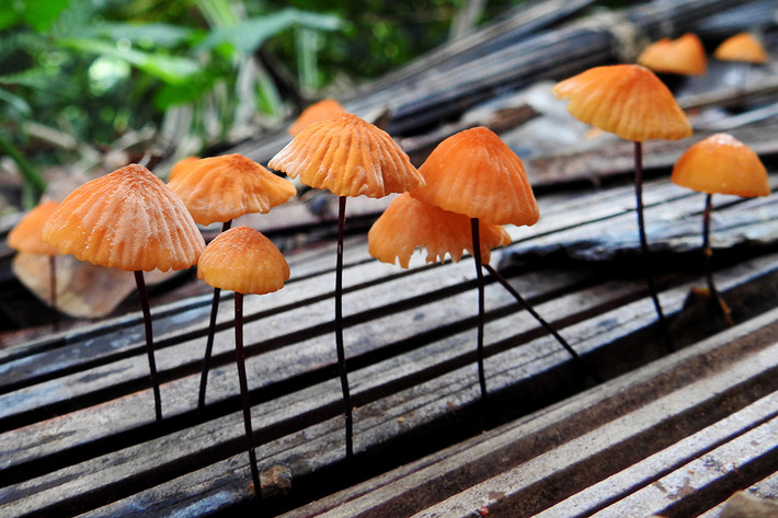 Nấm dù lông ngựa (Marasmius androsaceus) dài 0,3-1 cm, phân bố ở lục địa Á - Âu. Cuống nấm mảnh như sợi tóc, mang màu đen đặc trưng. Mũ nấm có những lằn rãnh tỏa tròn màu nâu phớt hồng.