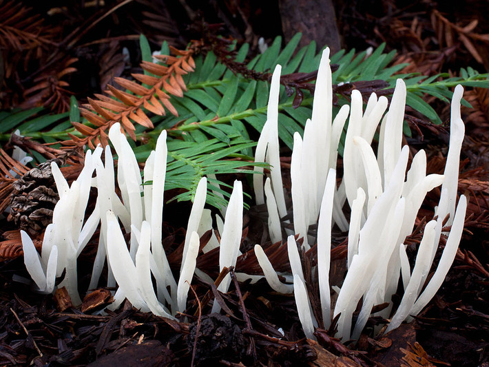 Nấm chùy trắng (Clavaria fragilis) dài 3-10 cm, mọc ở các khu rừng và đồng cỏ của lục địa Á - Âu. Chúng mọc thành cụm sít nhau gồm nhiều chùy đơn, màu trắng tinh.