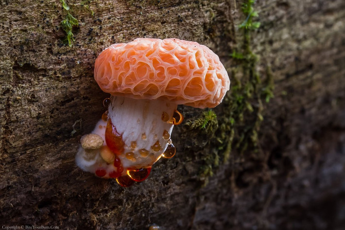 Nấm trái đào nhăn (Rhodotus palmatus) cao 2,5-10 cm, mọc trên cây gỗ du ở lục địa Á - Âu và Bắc Mỹ. Loài nấm hiếm này có mũ nấm nhăn, màu hồng như trái đào và có mùi trái cây.