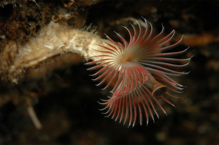 Giun ống đỏ (Serpula vermicularis) dài 5-7 cm, phân bố rộng ở các vùng biền trên toàn thế giới. Loài này tạo những ống cứng bằng vòi. Giống như phần lớn các loài giun ống, chúng có các xúc to biến đổi để nút kín ống sau khi thụt vào.