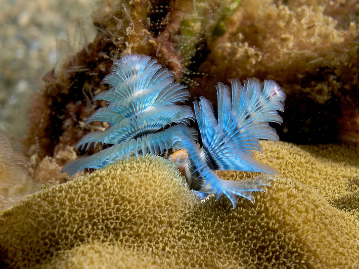 Giun cây giáng sinh (Spirobranchus giganteus) dài 4-7 cm, phân bố rộng ở các rạn san hô nhiệt đới. Loài giun đốt này có đặc điểm nổi bật là các vòng xúc tu xoắn ốc dùng để lọc thức ăn và ôxi.