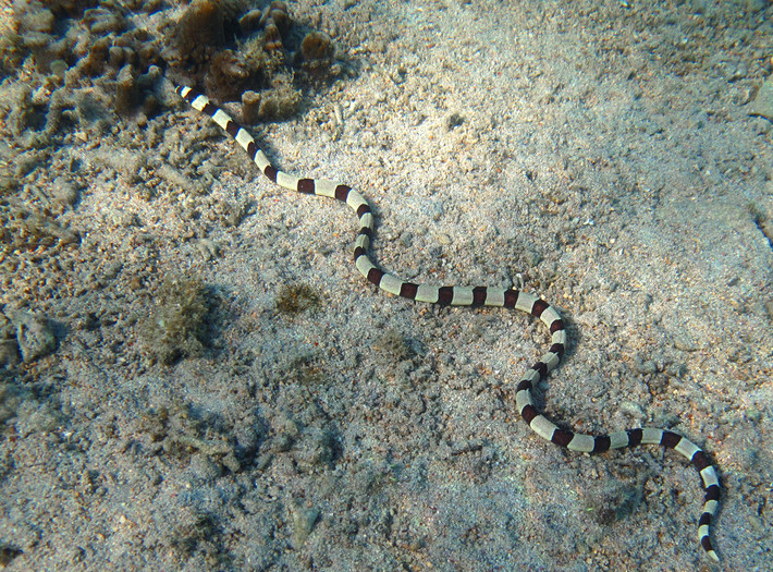 Cá nhệch khoang (Myrichthys colubrinus) dài 97 cm, sống ở Ấn Độ Dương và Tây Thái Bình Dương. Nhờ bề ngoài giống như một con rắn biển cực độc, loài cá vô hại này khiến những loài săn mồi, gồm cả con người, tránh xa. Chúng sục sạo các hang đào trong cát để kiếm những con cá nhỏ.