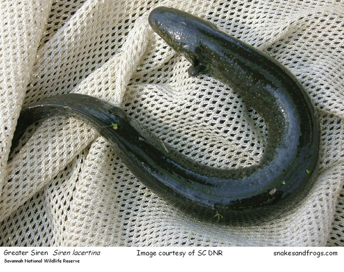Đại diện tiêu biểu của họ nhông lươn hai chân là loài nhông lươn mang ngoài lớn (Siren lacertina). Loài này đạt chiều dài 50-90 cm khi trưởng thành, là một trong những động vật lưỡng cư lớn nhất ở Bắc Mỹ.
