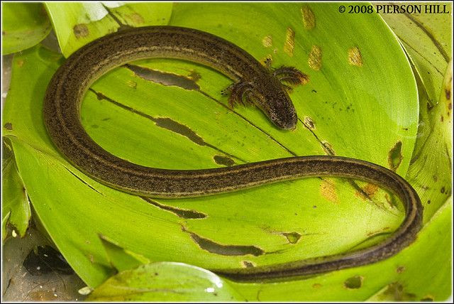 Phân bố ở miền Nam nước Mỹ và miền Bắc Mexico, nhông lươn hai chân (Sirenidae) là một họ động vật lưỡng cư mang nhiều đặc điểm kỳ dị như thế chúng đến từ hành tinh khác.