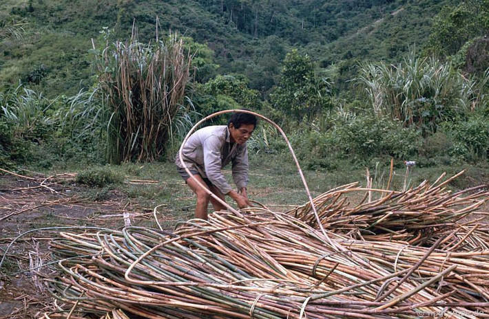 Người dân khai thác cây mây rừng trên đường Hồ Chí Minh.