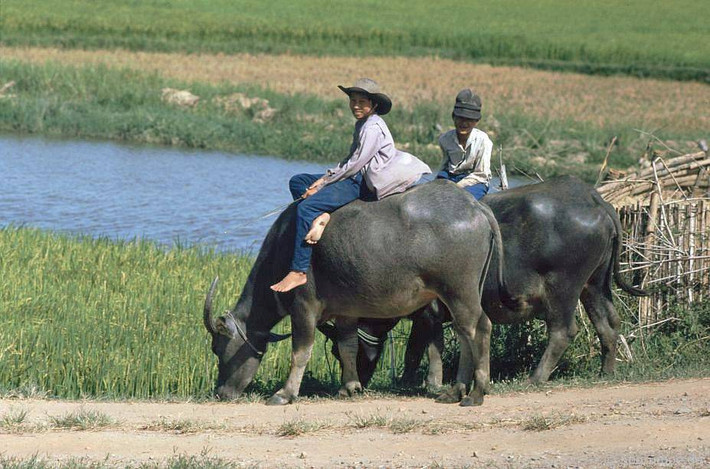 Trẻ chăn trâu bên bờ sông.