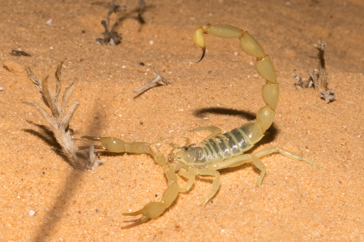 Bọ cạp đuôi mập vàng (Androctonus amoreuxi) dài 7-10 cm, sống ở sa mạc Sahara và Trung Đông. Chúng có thể làm chết người do nọc độc mạnh, tương tự các loài họ hàng trong nhóm bọ cạp có đuôi dày.