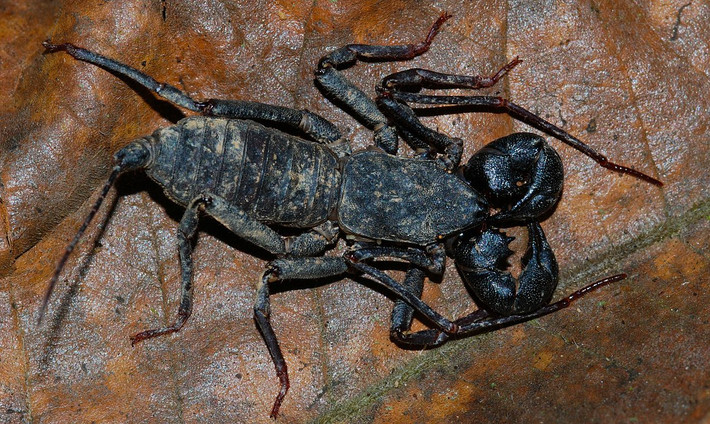 Nhện bọ cạp đuôi roi (Thelyphonus sp.) dài 2-3 cm, phân bố ở Đông Nam Á. Các loài động vật Hình nhện thuộc chi này có ngoại hình gần giống bọ cạp đích thực, với khác biệt lớn nhất là đuôi dạng roi, không có ngòi châm và nọc độc. Dù vậy, chúng có thể phun dung dịch axit từ bụng.