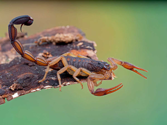 Bọ cạp Arizona (Centruroides sculpturatus) dài 7-8 cm, phổ biến ở sa mạc Sonoran Tây Nam nước Mỹ và Tây Bắc Mexico. Là loài bọ cạp độc nhất, chúng từng đoạt mạng 800 người ở Mexico trong những năm 1980.