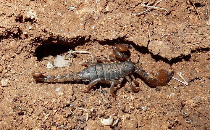 Bọ cạp càng lớn (Scorpio maurus) dài 6-7 cm, sống ở sa mạc hoặc rừng thưa khu vực Bắc Phi và Trung Đông. Loài này có tập tính đào hang sâu, có khi tới 1 mét. Nọc của chúng có chứa maurotoxin, một chất độc thần kinh yếu, hầu như không nguy hiểm với con người.