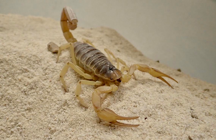 Bọ cạp lông sa mạc (Hadrurus arizonensis) dài 10-14 cm, được tìm thấy ở các vùng sa mạc phía Nam nước Mỹ và Bắc Mexico. Loài loài bọ cạp lớn nhất Bắc Mỹ, chúng có khả năng săn rắn, thằn lằn nhỏ và cả các loài bọ cạp khác.