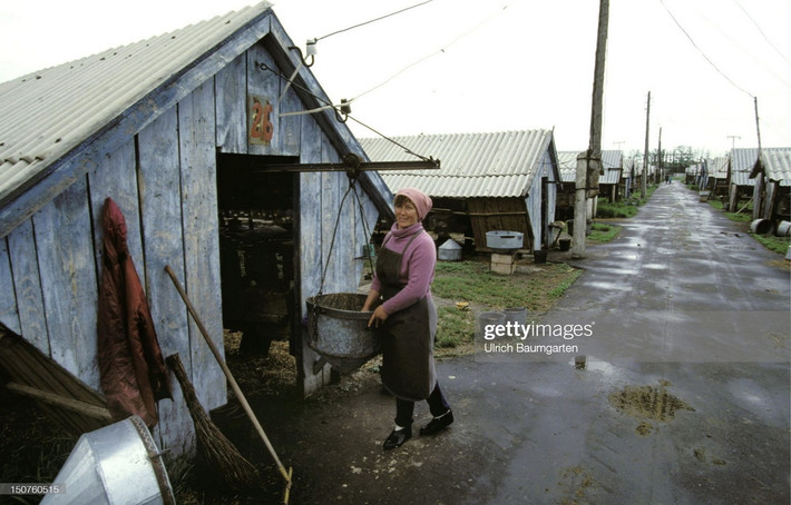 Trong một nông trại bò sữa ở Kazakhstan. 80% trại viên ở đây là hậu duệ của người Đức, có nguồn gốc từ cộng đồng người Đức ở khu vực Volga, được đưa đến Kazakhstan khi Đức xâm lược Liên Xô năm 1941.
