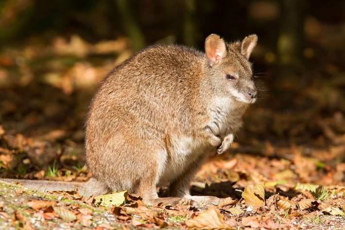Wallaby Parma (Macropus parma) cao 45-53 cm, là động vật bản địa của dãy Great Dividing ở Australia. Loài chuột túi nhỏ này sống trong một số sinh cảnh rừng.