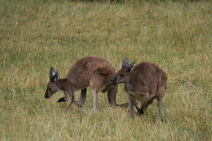 Kangaroo xám Tây Úc (Macropus fuliginosus) cao 0,9-1,4 mét, phân bố ở phía Nam Australia, gồm cả đảo Kangaroo. Chúng có quan hệ họ hàng gần với Kangaroo xám Đông Úc.