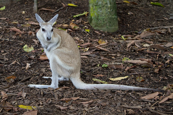 Wallaby đuôi cựa Bắc Úc (Onychogalea unguifera) cao 70 cm, phân bố khắp vùng Bắc Australia. Phía cuối chiếc dài của chúng có phần nhô ra giống như móng tay rộng bên dưới phần đỉnh lông sẫm màu. Chưa rõ cái "cựa" này có chức năng gì.