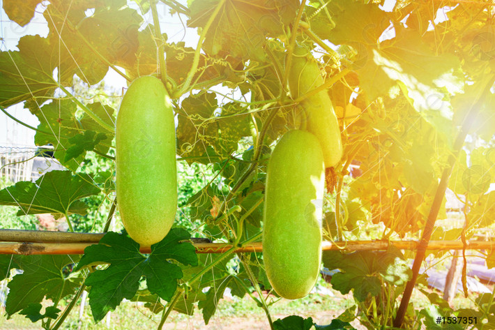 Bầu (Lagenaria siceraria) là loài cây đã được trồng ở châu Á và châu Phi từ hàng nghìn năm trước. Chúng có hoa nhăn nheo màu trắng ngà, quả ăn được, hình thù đa dạng tùy theo giống. Quả bầu già cỏ vỏ cứng, có thể trôi nổi trên biển nhiều tháng trời, thường được phơi khô để làm bình chứa.