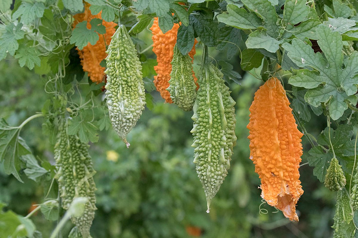 Khổ qua hay mướp đắng (Momordica charantia) phân bố rộng ở vùng nhiệt đới châu Á. Chúng có quả đắng, khi chín tách về ba phía để giải phóng hạt bên trong. Quả mướp đắng được sử dụng rộng rãi trong các món ăn ở Đông Á, Nam Á và Đông Nam Á.
