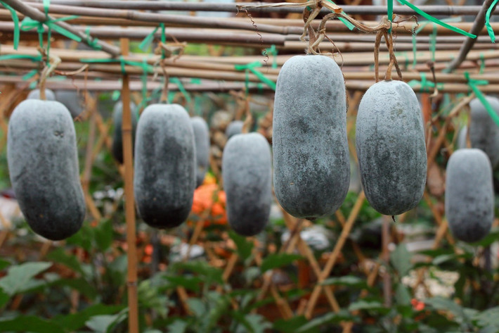 Bí đao (Benincasa hispida) là cây ban địa Đông Nam Á nhưng đã du nhập vào nhiều khu vực khác. Hoa, quả, hạt, thân ngọn và lá non của loài cây này là nguồn thực phẩm quen thuộc của con người.