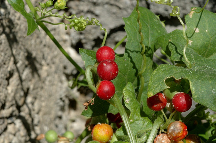 Nhăng (Bryonia dioica) phổ biến ở Trung và Nam Âu. Loài cây leo sinh trưởng nhanh có rễ củ lớn này thường mọc ở bờ dậu, ưa đất đá vôi. Dù nhiều thành phần có độc, hạt của chúng ăn được, trong khi rễ được dùng làm dược liệu.
