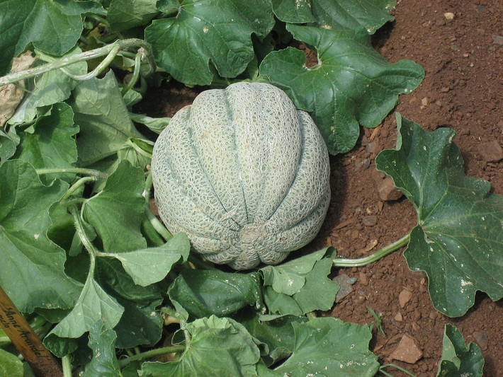 Dưa vàng (Cucumis melo) là loài cây được giao dịch phổ biến từ thời cổ đại, ngày nay không còn rõ nguồn gốc. Chúng có nhiều nhiều thể khác nhau, chủ yếu dùng để lấy quả như dưa lê, dưa bở, dưa lưới, dưa hồng. Một số giống cho quả có vị đắng, chỉ dùng để lấy hạt.