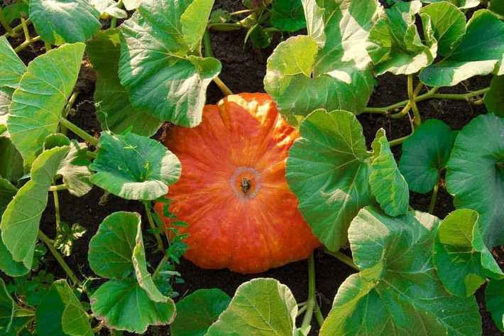 Bí ngô/bí ngòi (Cucurbita pepo) vốn là một loài cây bản địa Trung Mỹ. Chúng đã được lai tại thành vô số giống, cho quả có màu sắc, kích cỡ, hình dạng khác nhau.
