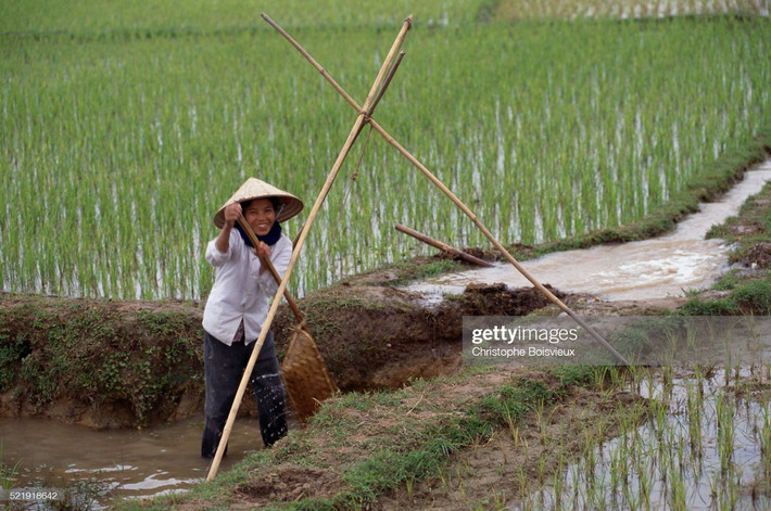 Người nữ nông dân dùng gàu sòng tát nước vào ruộng lúa.