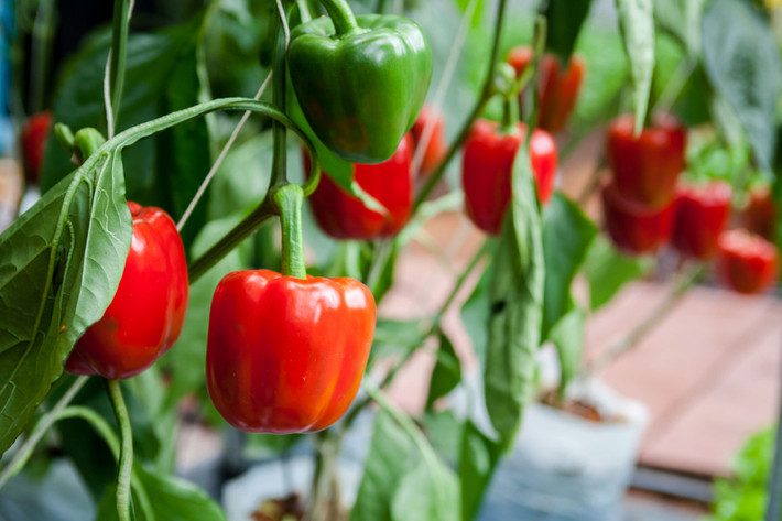 Ớt chuông (Capsicum annuum) cao 1,2 mét, là một giống ớt được lai tạo từ một loài ớt bản địa châu Mỹ có chung tổ tiên với ớt Capsicum frutescens. Quả ớt chuông có hình dạng và mùi vị khác rất nhiều so với ớt nguyên bản, được sử dụng như một loại rau.