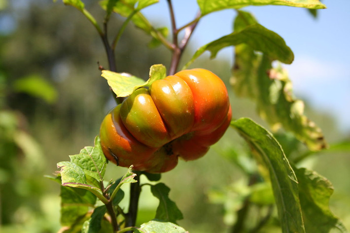 Cà pháo (Solanum macrocarpon) cao 1,5 mét, được trồng khá phổ biến ở các nước Đông Nam Á và Đông Á. Cả quả và lá của loài cây một năm này đều có thể dùng làm thực phẩm. Kích cỡ, màu sắc và hình dạng quả của chúng thay đổi tùy theo giống.