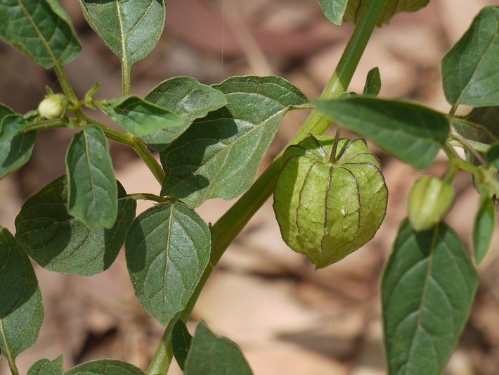 Thù lù hay tầm bóp, lu lu cái (Physalis angulata) cao 60 cm, được cho là có nguồn gốc châu Mỹ, nhưng đã du nhập vào các vụng nhiệt đới và cận nhiệt đới toàn cầu. Chúng có quả ăn được màu cam, được bọc trong các đài hoa giống như đèn lồng.