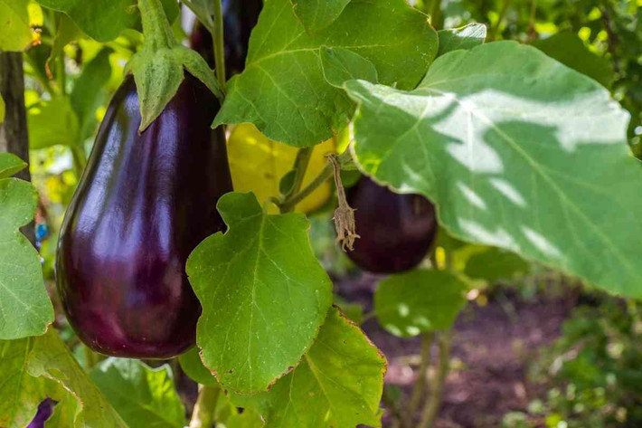 Cà tím (Solanum melongena) cao 1,5 mét, có nguồn gốc từ miền Nam Ấn Độ và Sri Lanka. Quả cà tím là thực phẩm quan trọng với con người. Do quan hệ họ hàng gần với cà độc dược, đã có thời người ta tin rằng nó là một loại cây có độc tính.