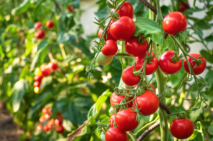 Cà chua (Solanum lypopersicum) cao 2 mét, có nguồn gốc từ loài cà chua dại quả vàng nhỏ ở Peru và Ecuador. Loài cây họ Cà có tuổi thọ ngắn này được lại tạo thành vô số giống để thu hoạch quả làm thực phẩm.