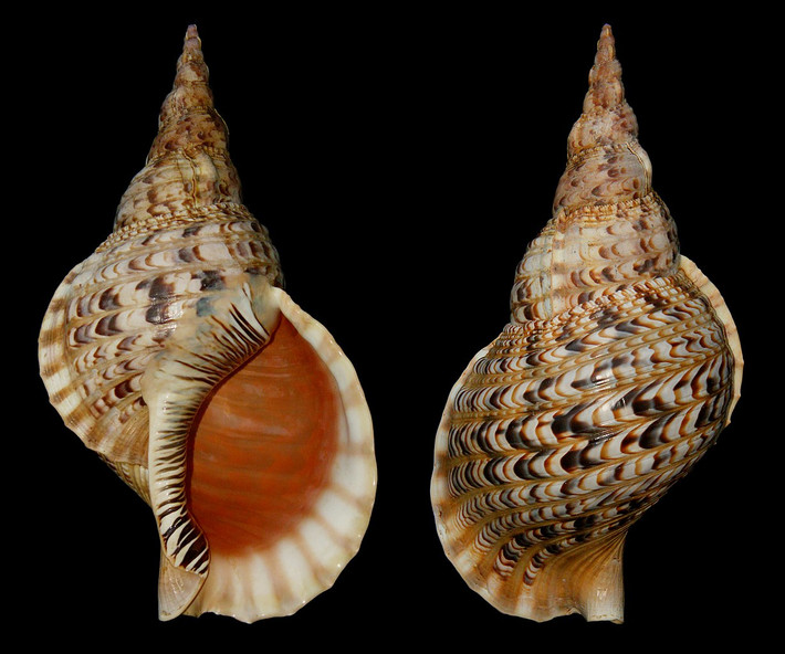 Ốc tù và bông (Charonia tritonis) dài 10-50 cm, sống ở vùng gian triều nhiệt đới Ấn Độ Dương - Thái Bình Dương. Loài này ăn thịt các động vật không xương sống khác. Những chiếc vỏ lớn của chúng được dùng làm tù và, một nhạc cụ thổi.