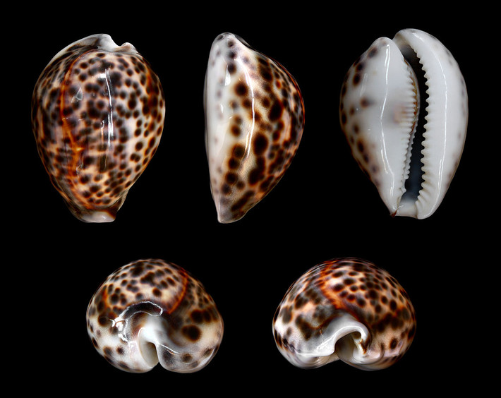 Ốc mõ chùa da hổ hay ốc sứ vân hổ (Cypraea tigris) dài 10-15 cm, phân bố ở Ấn Độ Dương - Thái Bình Dương. Các thủy thịt ở áo loài ốc này bọc quanh vỏ nhẵn khi chúng bò. Loài này săn các động vật không xương sống khác.