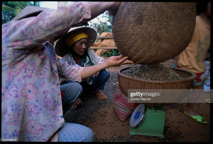 Những người nông dân cân hạt cà phê tại một vườn cà phê gần Buôn Ma Thuột.