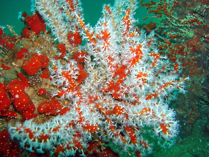 San hô ngón tay đỏ (Alcyonium glomeratum) dài 20-30 cm, thường thấy ở các bờ biển đá được che chắn ở châu Âu. Loài này là một họ hàng mảnh mai và đứng thẳng của san hô ngón tay người chết, có màu đa dạng từ vàng đến đỏ.